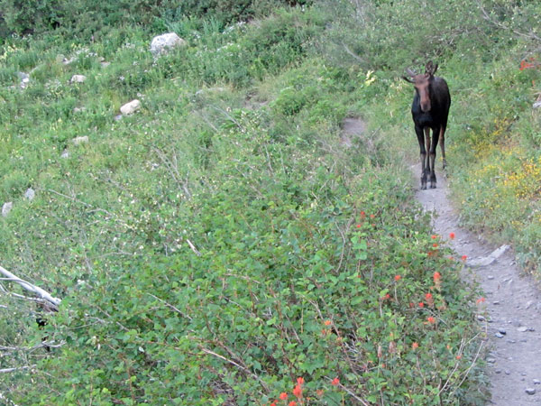 Moose Encounter on Timpooneke Trail